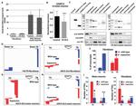 EGFR Antibody in Western Blot (WB)