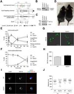 CUX1/Protein CASP Antibody in Immunocytochemistry (ICC/IF)