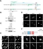 CUX1/Protein CASP Antibody in Immunocytochemistry (ICC/IF)