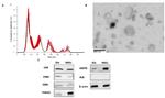 TSG101 Antibody in Western Blot (WB)