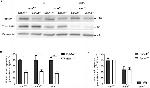 EphA4 Antibody in Western Blot (WB)