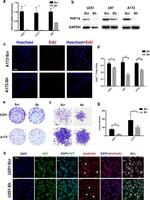 PHF14 Antibody