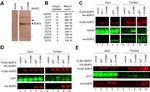 6x-His Tag Antibody in Western Blot (WB)