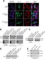 PDI Antibody in Immunocytochemistry (ICC/IF)