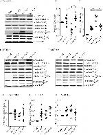 Claudin 7 Antibody in Western Blot (WB)