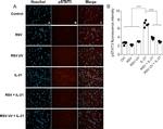 Phospho-STAT3 (Ser727) Antibody in Immunocytochemistry (ICC/IF)