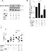 Phospho-STAT3 (Ser727) Antibody in Western Blot (WB)