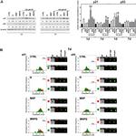 p53 Antibody in Western Blot, Immunocytochemistry (WB, ICC/IF)