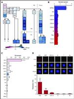 Cytokeratin 18 Antibody in Immunocytochemistry (ICC/IF)