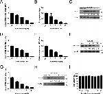 Dengue Virus Type 1-4 Antibody in Western Blot (WB)