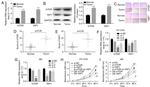 mTOR Antibody in Immunohistochemistry (IHC)