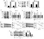 mTOR Antibody in Western Blot, Immunoprecipitation (WB, IP)