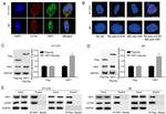 mTOR Antibody in Immunocytochemistry (ICC/IF)