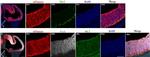 EOMES Antibody in Immunocytochemistry (ICC/IF)