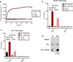 Tau Antibody in ELISA (ELISA)