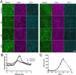 Claudin 1 Antibody in Immunocytochemistry (ICC/IF)