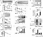 Ubiquitin Antibody in Western Blot (WB)