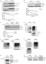 Cyclophilin B Antibody in Western Blot (WB)