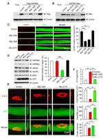 HSP90 beta Antibody in Western Blot (WB)