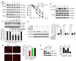 HSP90 beta Antibody in Western Blot (WB)