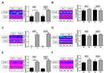 Claudin 3 Antibody in Western Blot (WB)