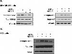 ERK1/ERK2 Antibody in Western Blot (WB)