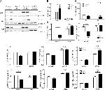 beta Tubulin Antibody in Western Blot (WB)