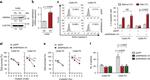 HSP90 alpha Antibody in Western Blot (WB)