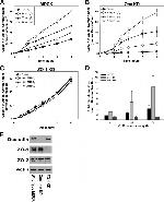 Occludin Antibody in Western Blot (WB)