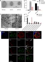 SLC25A31 Antibody in Immunocytochemistry, Immunohistochemistry (ICC/IF, IHC)