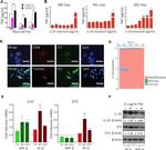 CD68 Antibody in Flow Cytometry (Flow)