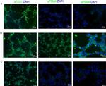 CD31 Antibody in Immunocytochemistry, Immunohistochemistry (ICC/IF, IHC)