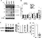 UQCRC2 Antibody in Western Blot (WB)