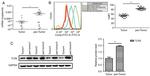 CD282 (TLR2) Antibody in Flow Cytometry (Flow)