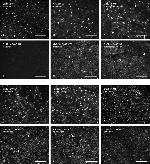 Connexin 32 Antibody in Immunohistochemistry (IHC)