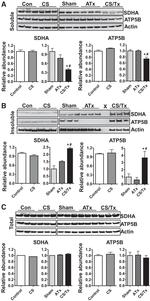 ATP Synthase beta Antibody in Western Blot (WB)