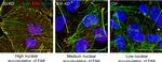 FAK Antibody in Immunocytochemistry (ICC/IF)