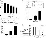 XIAP Antibody in Western Blot (WB)