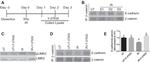 Phospho-LIMK2 (Thr505) Antibody in Western Blot (WB)