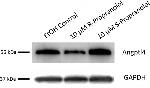 ANGPTL4 Antibody in Western Blot (WB)