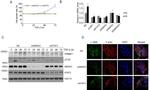 Collagen I Antibody in Western Blot (WB)