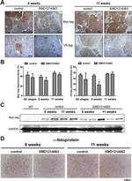 V5 Tag Antibody in Immunohistochemistry (IHC)