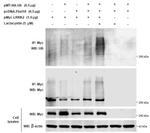 Ubiquitin Antibody in Western Blot (WB)