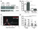 CD19 Antibody in Flow Cytometry (Flow)