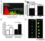 CD57 Antibody in Flow Cytometry (Flow)