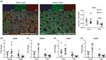 CD326 (EpCAM) Antibody in Immunocytochemistry (ICC/IF)