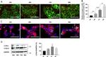 gamma Catenin Antibody in Immunocytochemistry (ICC/IF)