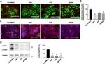 gamma Catenin Antibody in Immunocytochemistry (ICC/IF)