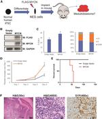 Synaptophysin Antibody in Immunohistochemistry (IHC)