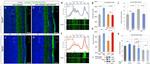 Phospho-Dopamine Transporter (Thr53) Antibody in Western Blot (WB)